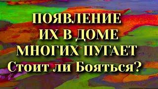 Появление Их в Доме Многих Пугает. Народные приметы и суеверия.