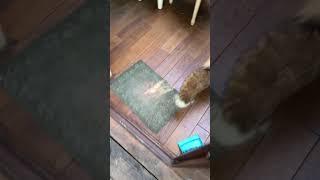 Ли Сяо / Alice the Fox Лиса Алиса (Ореховый рай!!)