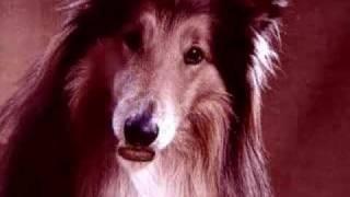 doritos - lassie