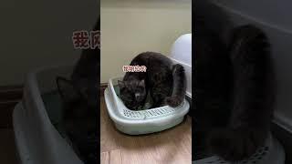 今天上门喂猫遇到两只吃货小猫咪#萌宠#宠物#动物#可爱#animals#cute#funny
