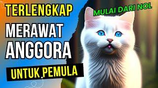 PANDUAN LENGKAP‼️ 7 Cara Memelihara Kucing Anggora Bagi Pemula - Merawat Kucing Anggora Pemula