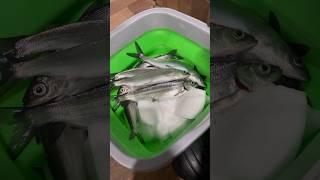 Рипусовая рыбалка #nikolaevfishing  #shorts