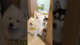 事实证明，养狗一定要养空调度数合得来的 #萨摩耶 #哈士奇 #狗狗