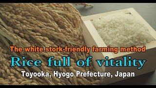 Rice full of vitality - The white stork-friendly farming method