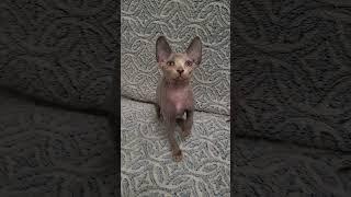 Milka is a Cute Canadian Sphynx Kitty
