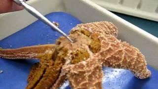 Internal anatomy of a sea star (asteroidea)