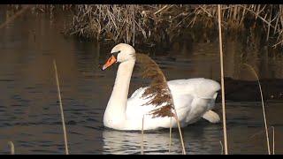 Птичий рай на водохранилище.(Bird paradise on the reservoir.)