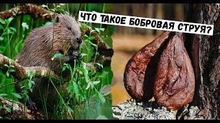 ЧТО ТАКОЕ БОБРОВАЯ СТРУЯ? И ДЛЯ ЧЕГО ЕЁ ПРИМЕНЯЮТ? #Охотанабобра #Бобр #Охота #Охотанабобраосенью