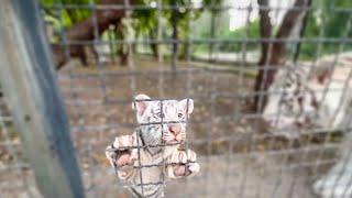 Арест Олега Зубкова! Почему от якобы ОТКУШЕННОГО ПАЛЬЧИКА  не было совсем крови?