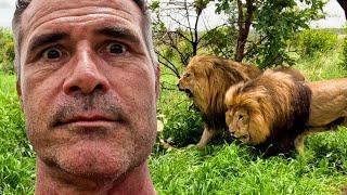 FIGHTING LIONS Make My Life Difficult | The Lion Whisperer