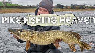 I found Pike fishing Heaven!