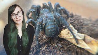 BLACK camel spider, scary huntsmen, TRAPDOOR & MORE .. UNBOXING