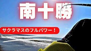 【南十勝　海サクラマス チャレンジ】またしてもデッカイ魚に切られました！でも無事BUX帰還兵はお迎えした！？