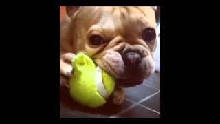 Louis (French bulldog)