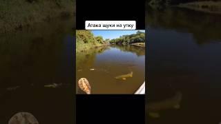 АТАКА КРУПНОЙ ЩУКИ НА УТКУ. #реки #волга  #fishing #рыбалка #красота #отдых #поклёвка #щука #shorts