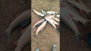 fishing suheab 