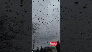 Flock of Crows or a Real-Life Hitchcock Scene?  #birds #crows #crowfriends