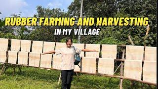 Rubbing Farming and Harvesting technique in my Village | Nagaland, India  |