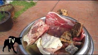 Sasha the German Shepherd Pitbull eating her Prey Model Raw Diet | Mukbang & ASMR