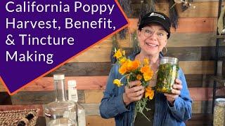 California Poppy Harvest, Benefits, & Tincture Making