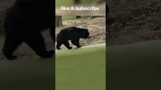 etna khatarnak bhalu  #shorts #viralvideo #toptrending #animals #bear #zoo #bird@MurliwaleHausla