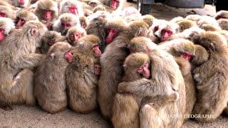 4K 香川 小豆島のサル団子(県天然記念物) Snow Monkey Huddle on a cold day, Shodoshima,Kagawa