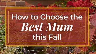 Tips for Picking  Out the Best Mum from the Garden Center #fallgardening #planttips #chrysanthemums