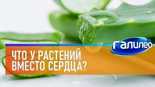 Галилео  Что у растений вместо сердца?