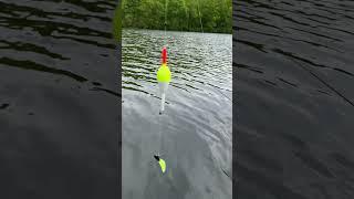 My set up for Crappie 1/64 ounce jig head 2 inch black and chartreuse on a slip bobber rig