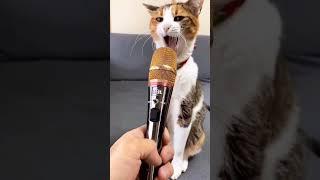 meow  #cat #pussycat #kitty #catlover #catvideos #cute #angry #shortvideo#shorts#trending#ytshorts