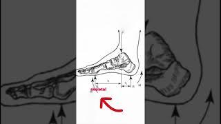 Article Under Microscope by Olesia №2Joint moments and anterior cruciate ligament #motion #education