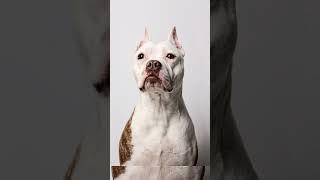 10 INTERESTING FACTS ABOUT PITBUL /10 ИНТЕРЕСНЫХ ФАКТОВ О ПИТБУЛ