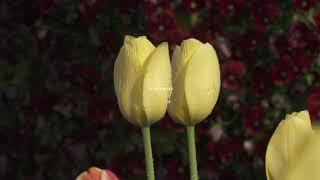 Tulip Tulipa gesneriana Slow_Motion 튜울립 사랑과 고백의 의미를 간직한 튤립 꽃의 향연