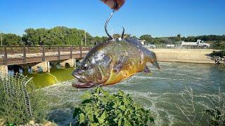 What's Living Beneath This UNEXPLORED POWER SPILLWAY?!? (Live Bait Got ENGULFED)