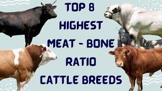 Top 8 Cattle Breeds for Maximum Meat - Highest Meat to Bone Ratio