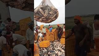 Fishing#fishingvideos #fishshortvideo #fishvlogs #fishviralvideo #fishcurry