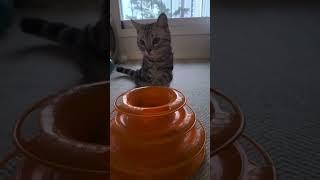 Introducing Leo, our new cat family member! | First appearance of the 8-month-old kitten  #cat