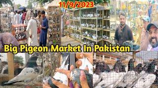 Big Pigeon Market In Pakistan | Latest Update High Flyer Pigeons Price 11/9/2023 | Teddy Kabootar !