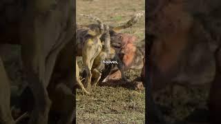 Hyena Facts That Will Blow Your Mind!