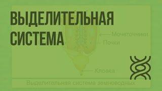 Выделительная система. Видеоурок по биологии 7 класс