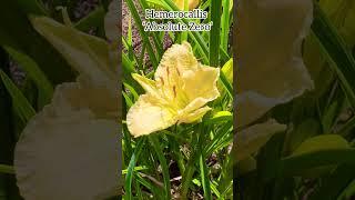 Hemerocallis ‘Absolute Zero‘ #daylily #daylilies #perennial #hemerocallis #liliaceae #flowers