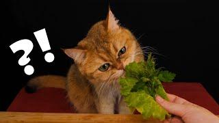 АСМР Котэ Дегустатор 2.0  ASMR Cat Reviewing Different Food 2.0 