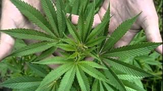 jurnalfm xte iubeste - feciorul fumeaza