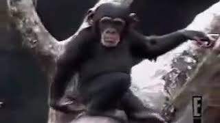 Обезьяна нюхает палец и падает с дерева, monkey smells finger and falls out of tree #shorts