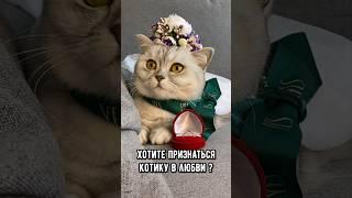 Как признаться кошке в любви на её языке #кот #котики #коты