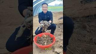 WHY IS HE THROWING MILLIONS OF FROG INSIDE BAMBOO#farming