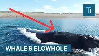 What's Actually Inside A Whale's Blowhole