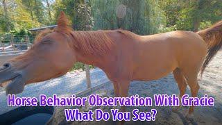 Horse Behavior With Gracie - What Do You See? Ep.01