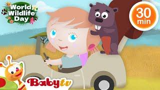 Animals for Kids - Bear. Lion, Monkeys and more   | Wild Animals Videos | Animals Cartoons@BabyTV​