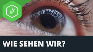 Auge - Wie sehen wir?